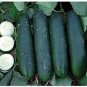 50 PCS Dark Green Little Cucumber Hybrid F1 Seeds