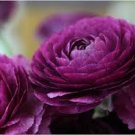 20 PCS Ranunculus Rare Purple Perennial Flower Seeds