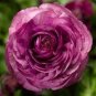 20 PCS Ranunculus Rare Purple Perennial Flower Seeds