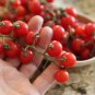 40 PCS Red Sun Sugar Tasty Cherry Tomato Seeds