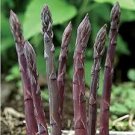 20 PCS Asparago Asparagus Violette Sweet Purple Vegetable Seeds