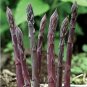 20 PCS Asparago Asparagus Violette Sweet Purple Vegetable Seeds