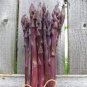 20 PCS Asparago Asparagus Violette Sweet Purple Vegetable Seeds