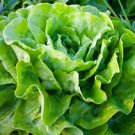 500 PCS Lettuce 'Tomy Thumb' Organic Vegetable Seeds