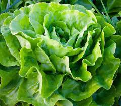 500 PCS Lettuce 'Tomy Thumb' Organic Vegetable Seeds