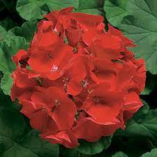 10 PCS Geranium Deep Scarlet Perennial Flower Seeds