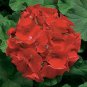 10 PCS Geranium Deep Scarlet Perennial Flower Seeds