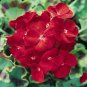 10 PCS Geranium Deep Scarlet Perennial Flower Seeds