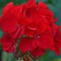 10 PCS Geranium Deep Scarlet Perennial Flower Seeds