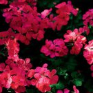 10 PCS Geranium 'Scarlet Star' Perennial Flower Seeds