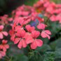 10 PCS Geranium 'Scarlet Star' Perennial Flower Seeds