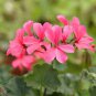 10 PCS Geranium 'Scarlet Star' Perennial Flower Seeds