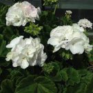 10 PCS Geranium Maverick White Perennial Flower Seeds 10 PCS Geranium Maverick White Perennial Flower Seeds