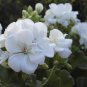 10 PCS Geranium Maverick White Perennial Flower Seeds