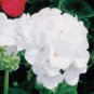 10 PCS Geranium Maverick White Perennial Flower Seeds