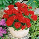 10 PCS Geranium Maverick Scarlet Perennial Flower Seeds 10 PCS Geranium Maverick Scarlet Perennial Flower Seeds