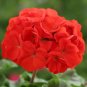 10 PCS Geranium Maverick Scarlet Perennial Flower Seeds