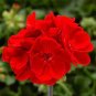 10 PCS Geranium Maverick Scarlet Perennial Flower Seeds