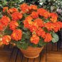 10 PCS Geranium Maverick Orange Perennial Flower Seeds