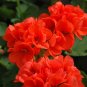 10 PCS Geranium Maverick Orange Perennial Flower Seeds