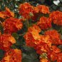 10 PCS Geranium Maverick Orange Perennial Flower Seeds