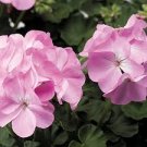 10 PCS Geranium Light Lavender-pink Flowers Seeds 10 PCS Geranium Light Lavender-pink Flowers Seeds