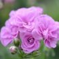 10 PCS Geranium Light Lavender-pink Flowers Seeds