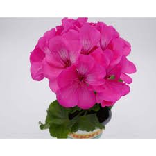 10 PCS Geranium Large Heads of Bright Pink Flowers with Light Eyes Flower Seeds