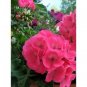 10 PCS Geranium Large Heads of Bright Pink Flowers with Light Eyes Flower Seeds