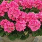 10 PCS Geranium Large Heads of Bright Pink Flowers with Light Eyes Flower Seeds