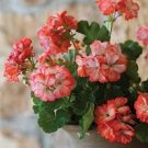 10 PCS Geranium Bright & Coral-orange Flowers Seeds 10 PCS Geranium Bright & Coral-orange Flowers Seeds
