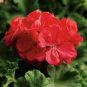 10 PCS Geranium Bright & Coral-orange Flowers Seeds