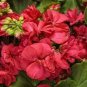 10 PCS Geranium Bright & Coral-orange Flowers Seeds