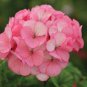 10 PCS Geranium Vibrant Pink & White Bicolor Blooms Flower Seeds