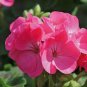 10 PCS Geranium Vibrant Pink & White Bicolor Blooms Flower Seeds