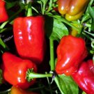 20 PCS Bell Pepper 'Cajun Belle' Vegetable Seeds