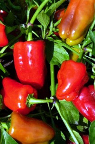20 PCS Bell Pepper 'Cajun Belle' Vegetable Seeds