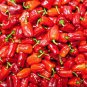 20 PCS Bell Pepper 'Cajun Belle' Vegetable Seeds