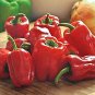 20 PCS Bell Pepper 'Cajun Belle' Vegetable Seeds