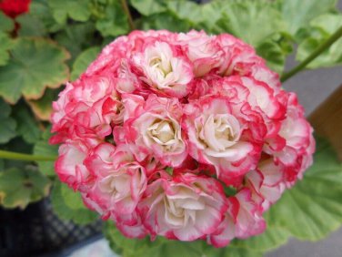 10 PCS Geranium 'apple bloom rosebud' Seeds