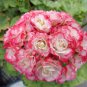 10 PCS Geranium 'apple bloom rosebud' Seeds