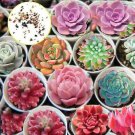 100 PCS Colorful Echereria Mixed Seeds
