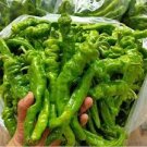 30 PCS 'Chitterlings' Green Red Hot Pepper Vegetable Seeds 30 PCS 'Chitterlings' Green Red Hot Pepper Vegetable Seeds