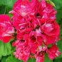 10 PCS Geranium Bonsai Rose Red & Light Pink Flowers Seeds