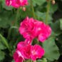 10 PCS Geranium Bonsai Rose Red & Light Pink Flowers Seeds