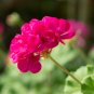 10 PCS Geranium Bonsai Rose Red & Light Pink Flowers Seeds
