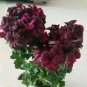 10 PCS Geranium Bonsai Redish Black Single Petals Flower Seeds