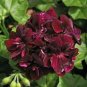 10 PCS Geranium Bonsai Redish Black Single Petals Flower Seeds