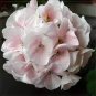 10 PCS Geranium Bonsai Purely White & Light Pink Flower Seeds