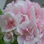 10 PCS Geranium Bonsai Purely White & Light Pink Flower Seeds